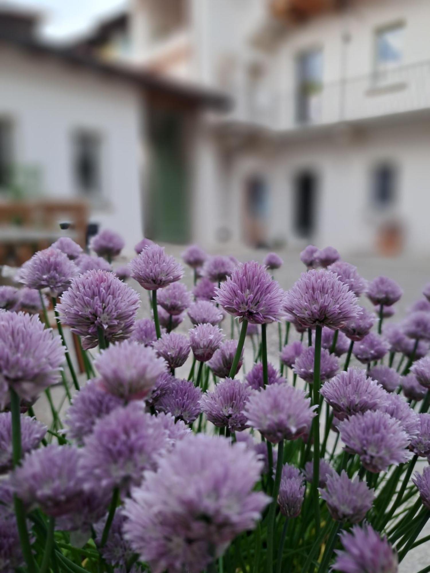 B&B Il Cortile Soriso Exterior foto